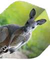 ΦΤΕΡΑ BULL'S DART, Motex Flights, A-Std, Koala